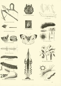 Pagina dal Museo Illustrato della Natura Animata