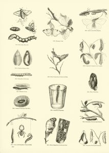 Pagina dal Museo Illustrato della Natura Animata