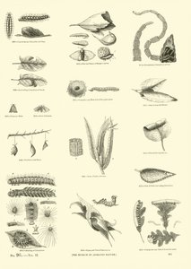 Pagina dal Museo Illustrato della Natura Animata