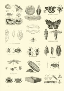 Pagina dal Museo Illustrato della Natura Animata