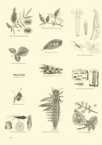 Pagina dal Museo Illustrato della Natura Animata da English School
