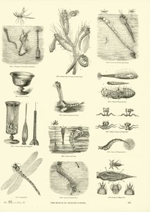 Pagina dal Museo Illustrato della Natura Animata da English School