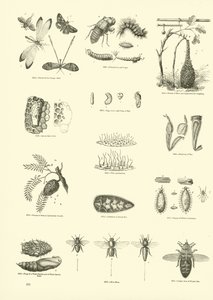 Pagina dal Museo Illustrato della Natura Animata da English School