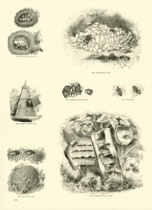 Pagina dal Museo Illustrato della Natura Animata da English School