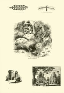 Pagina dal Museo Illustrato della Natura Animata da English School