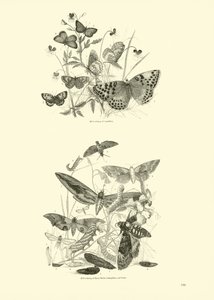 Pagina dal Museo Illustrato della Natura Animata