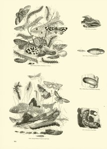 Pagina dal Museo Illustrato della Natura Animata
