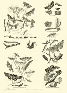 Pagina dal Museo Illustrato della Natura Animata