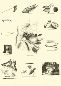 Pagina dal Museo Illustrato della Natura Animata da English School