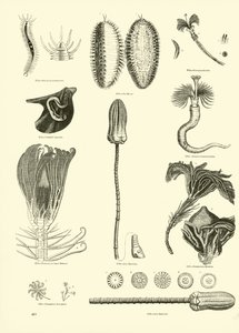 Pagina dal Museo Illustrato della Natura Animata da English School