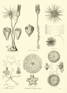 Pagina dal Museo Illustrato della Natura Animata