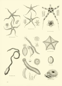 Pagina dal Museo Illustrato della Natura Animata