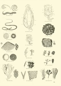 Pagina dal Museo Illustrato della Natura Animata