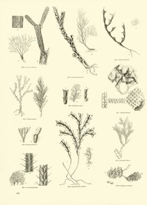 Pagina dal Museo Illustrato della Natura Animata
