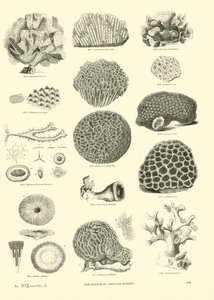 Pagina dal Museo Illustrato della Natura Animata da English School