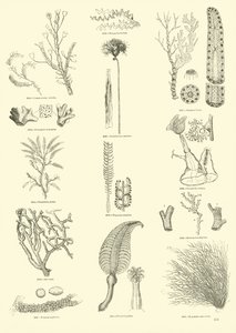 Pagina dal Museo Illustrato della Natura Animata