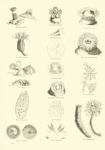 Pagina dal Museo Illustrato della Natura Animata da English School