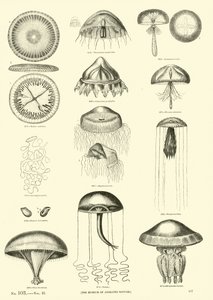 Pagina dal Museo Illustrato della Natura Animata da English School