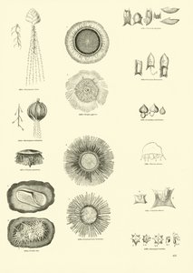 Pagina dal Museo Illustrato della Natura Animata da English School