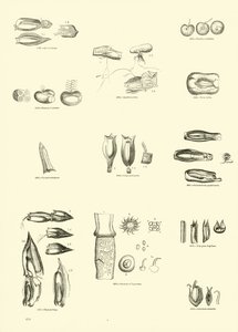 Pagina dal Museo Illustrato della Natura Animata da English School