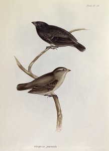 Coppia di Geospiza Parvula, illustrazione da La Zoologia del Viaggio dell