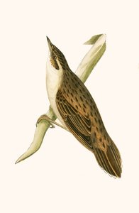 Locustella di Pallas, illustrazione da 