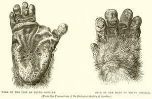 Palmo del piede di giovane gorilla. Dorso della mano di giovane gorilla da English School