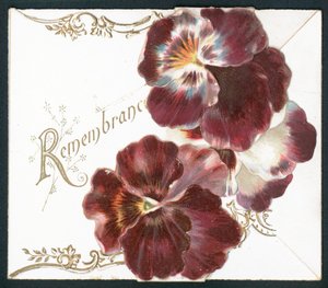 Viola del pensiero da English School