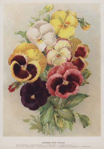 Viole del pensiero e viole da English School