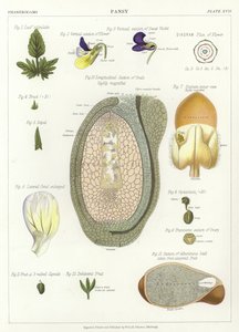 Viola del Pensiero