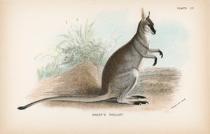 Wallaby di Parry da English School