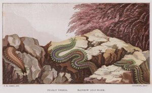 Nereide perlata, Verme foglia arcobaleno (litografia a colori) da English School