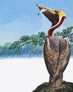 Pellicano