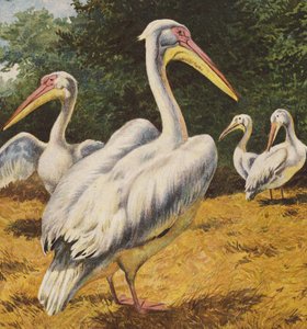 Pellicani