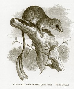 Tupaia dalla coda a penna, illustrazione da The Royal Natural History da English School