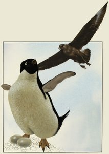 Pinguino con uova, con un altro uccello che vola sopra da English School