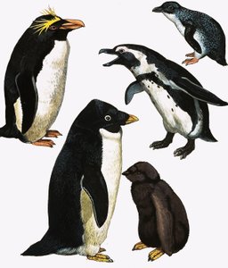 Pinguini da English School