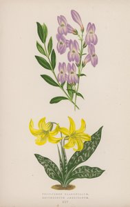 Pentstemon Crassifolium; Erythronium Americanum (litografia a colori) da English School