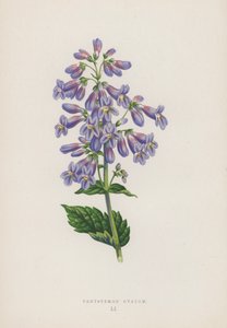 Pentstemon Ovatum da English School