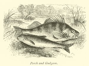 Persico e Gudgeon da English School