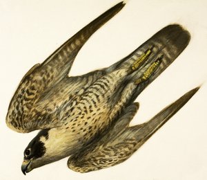 Falco pellegrino