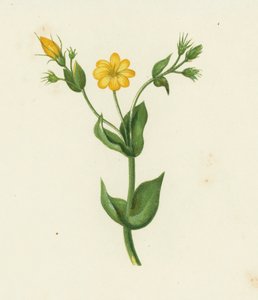 Genziana perfoliata, Chlora Perfoliata da English School