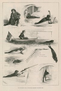 Foca esibizionista al Royal Aquarium da English School