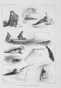 Foca che si esibisce al Royal Aquarium da English School