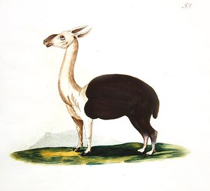Guanaco peruviano, c.1810 da English School