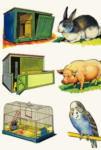 Animali Domestici e le Loro Case: Coniglio, Maiale e Pappagallino da English School