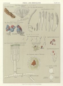 Peziza e Penicillium