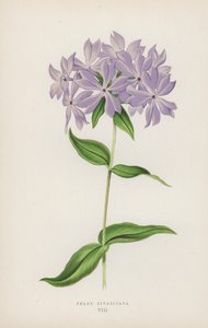 Phlox Divaricata (litografia a colori) da English School