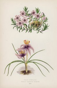 Phlox Subulata; Crocus Sativus Graecus (litografia a colori) da English School