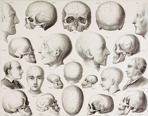 Illustrazione frenologica che mostra le relazioni psicologiche del cervello, da una stampa del XIX secolo da English School